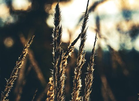 Streaming with Personality: How to Develop Your On-Air Presence and Build a Loyal Fanbase